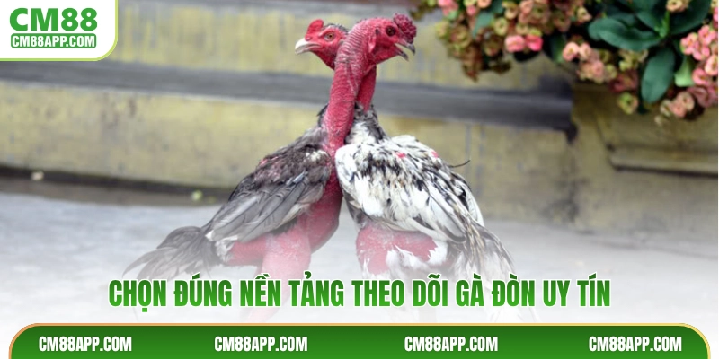 Chọn đúng nền tảng theo dõi gà đòn uy tín