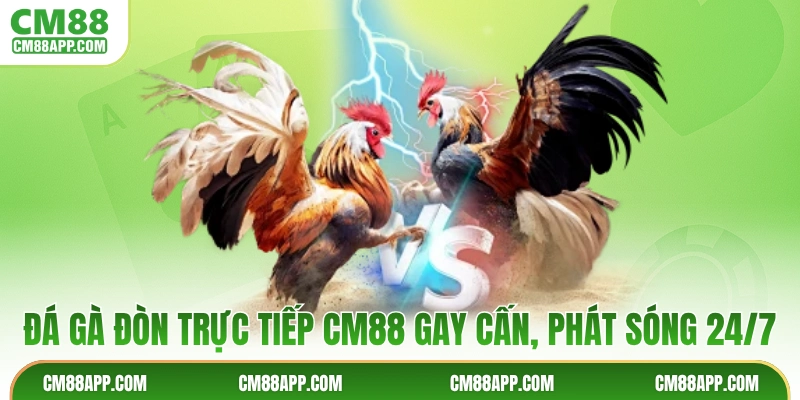 Đá Gà Đòn Trực Tiếp CM88 Gay Cấn, Phát Sóng 24/7