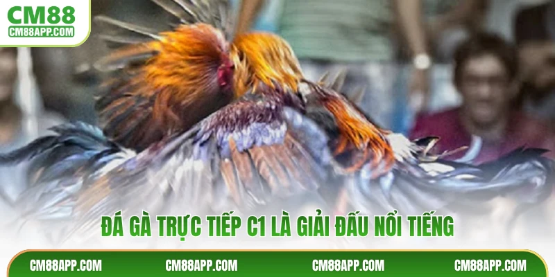Đá gà trực tiếp C1 là giải đấu nổi tiếng