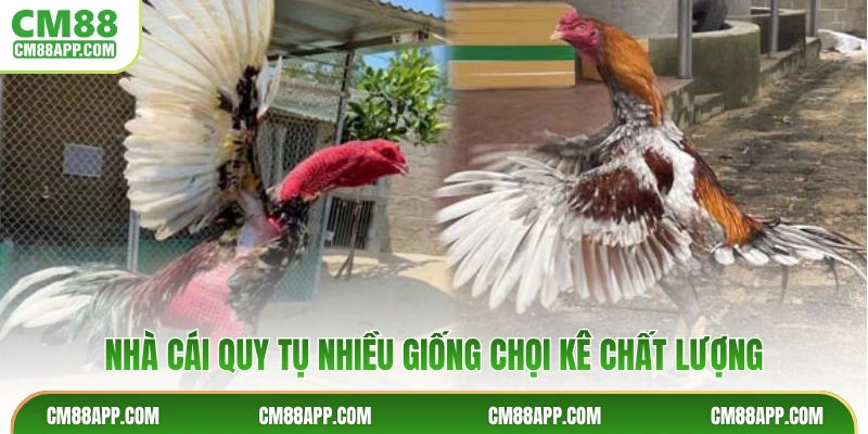 Nhà cái quy tụ nhiều giống chọi kê chất lượng