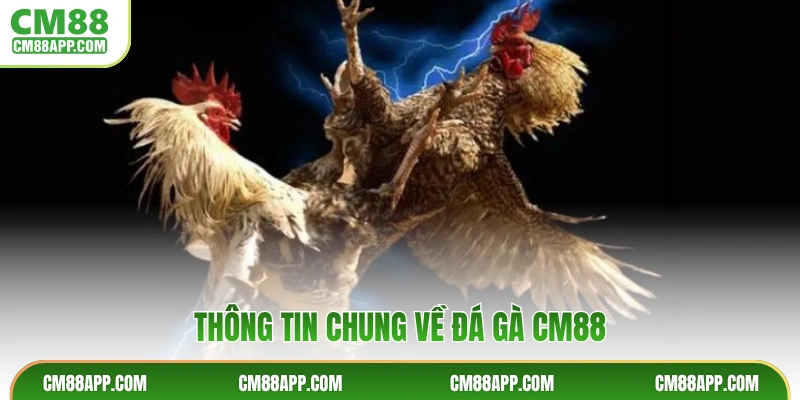Thông tin chung về Đá gà CM88